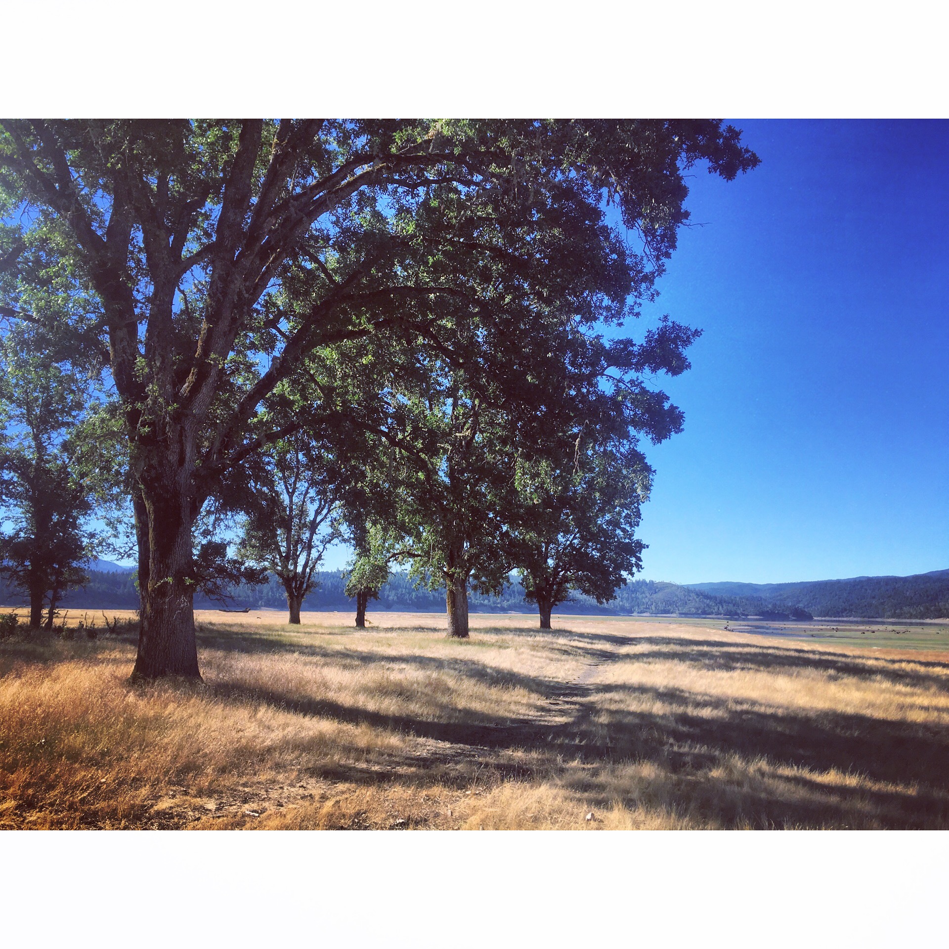 Treeees