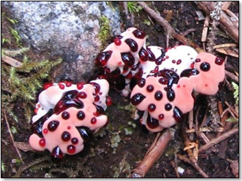 Rare Fungal Species